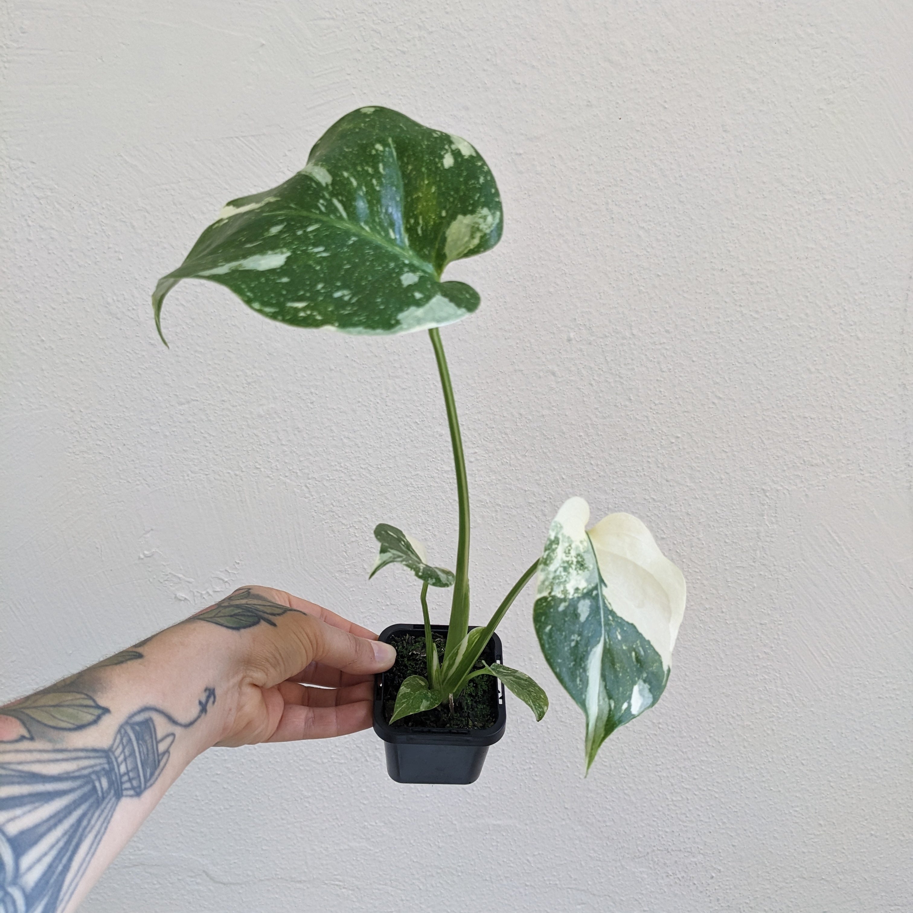 Monstera 'Thai Constellation' - 7cm pot